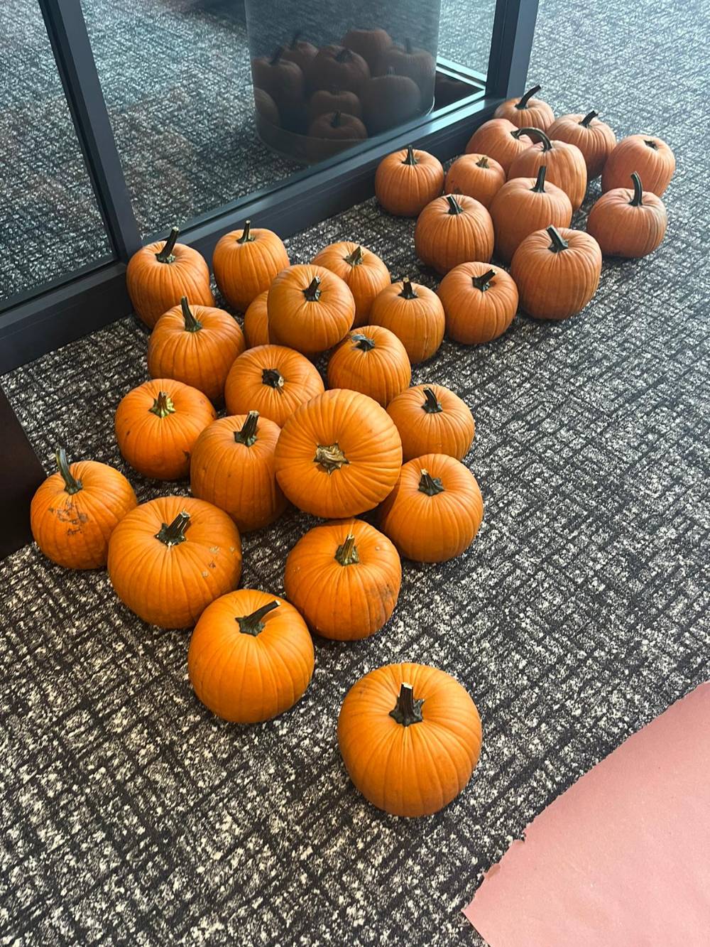 Pumpkins ready for carving